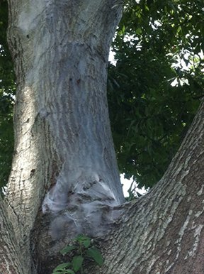 Bark Lice Harmless
